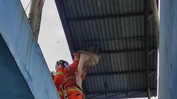 Damkar Malang Lebih Banyak Evakuasi Sarang Tawon Ketimbang Padamkan Api