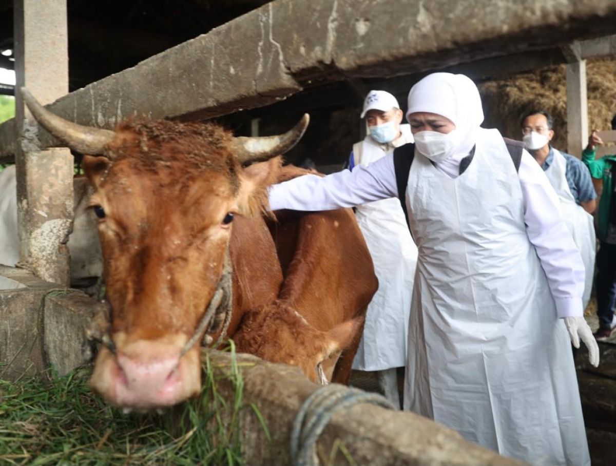 Gubernur Jatim Khofifah ketika meninjau peternakan di Gresik yang sapinya terjangkit wabah kuku mulut  (Foto / Metro TV)