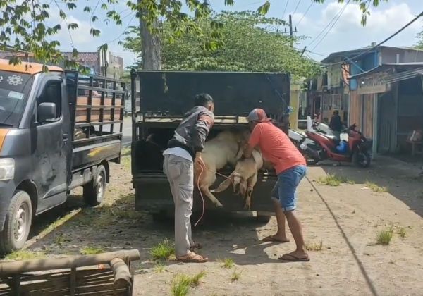 Pasar Hewan Gresik Ditutup, Pedagang Kambing Nekat Jualan di Pinggir Jalan