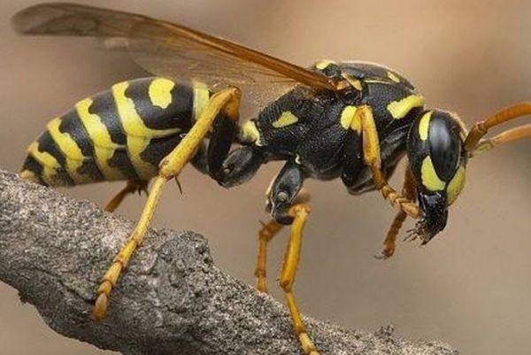 Sarang Dirusak, Ratusan Tawon Ngamuk Sengat Warga hingga Pingsan