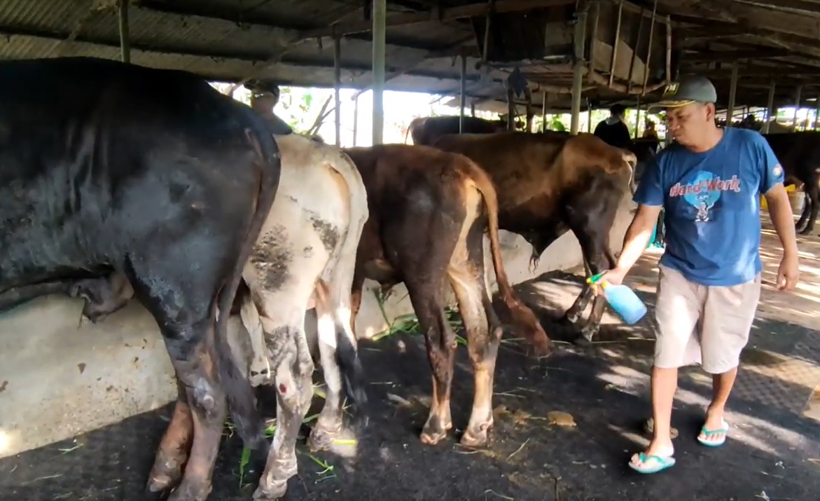 Mustofa, peternak sapi di Desa Gagang Kepuhsari, Kecamatan Balongbendo/metrotv