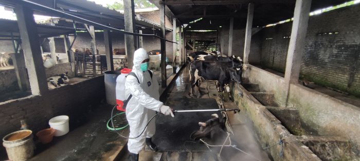 Penyemprotan disinfektan di kandang sapi peternak Sidoarjo/MI