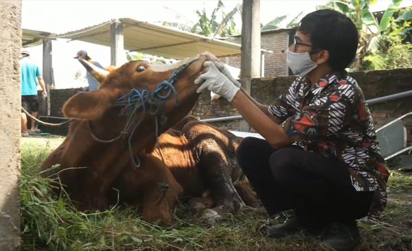 2 Sapi di Jombang Mendadak Mati, Tertular PMK dari Gresik