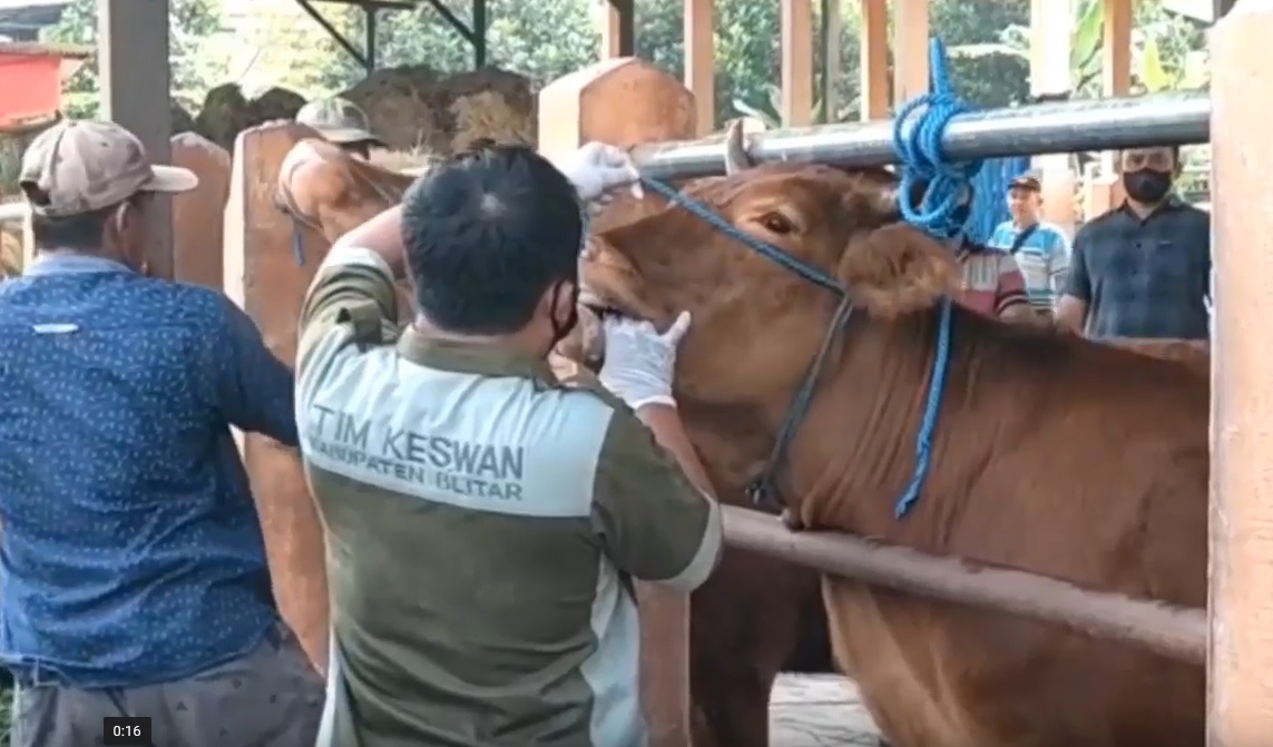 Pemeriksaan dan pengecekan dilakukan petugas Dinas Peternakan dan Perikanan Kabupaten Blitar terhadap ternak sapi di Pasar Hewan Wlingi/metrotv