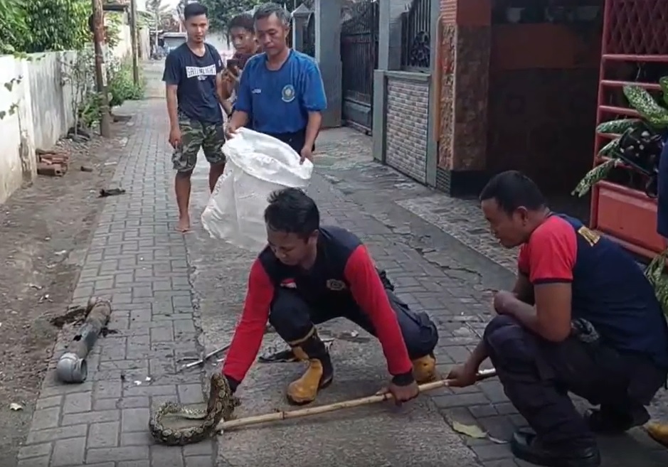 Bersarang di Dapur, Ular Sanca Gigit Petugas PMK