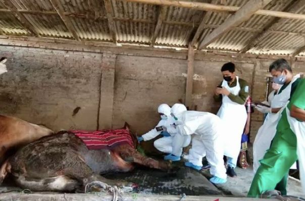 25 Sapi di Kabupaten Magetan Terjangkit Penyakit Mulut dan Kaki
