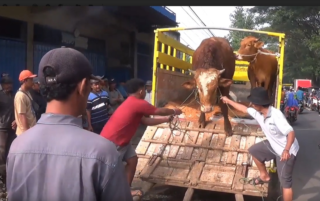 Pasar Masih Ditutup, Pedagang Sapi dan Kambing Nekat Berjualan di Tepi Jalan