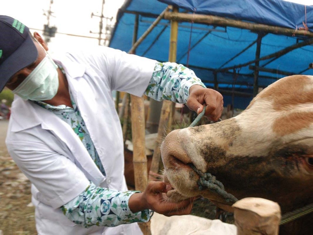 Petugas Dinas Peternakan Pemerintah Kota Surabaya sedang memeriksa sapi di kawasan Karangasem. Foto: Media Indonesia/Faishol Taselan