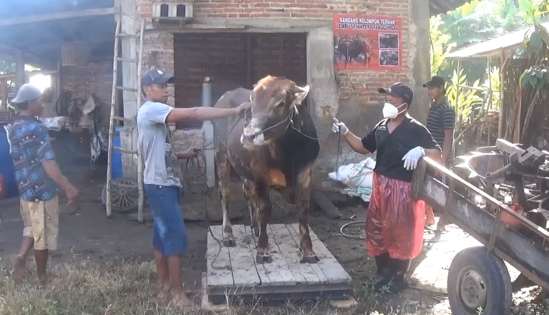 Para peternak memeriksa kesehatan sapi secara rutin/metrotv