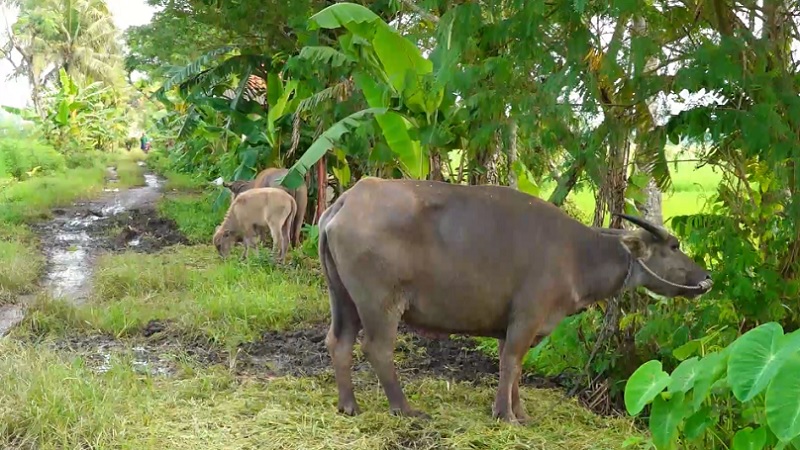  Peternak meninggalkan kerbau di sawah karena terjangkit PMK (Foto / Istimewa)