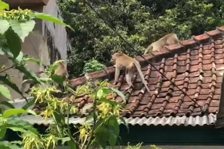 Monyet serang pemukiman warga di Malang (Foto / Metro TV)