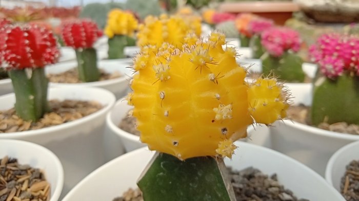Pria Probolinggo Sukses Budidaya Kaktus Mini Warna Warni