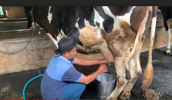 Peternak memeras susu sapi yang terjangkit PMK/metrotv