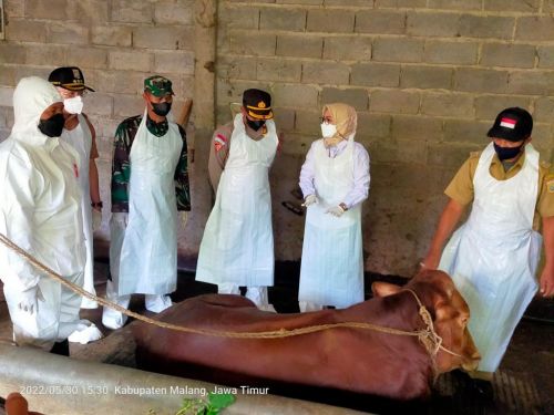 Pengobatan massal terhadap sapi bergejala klinis penyakit mulut dan kuku (PMK) di Kecamatan Singosari, Kab Malang/MI