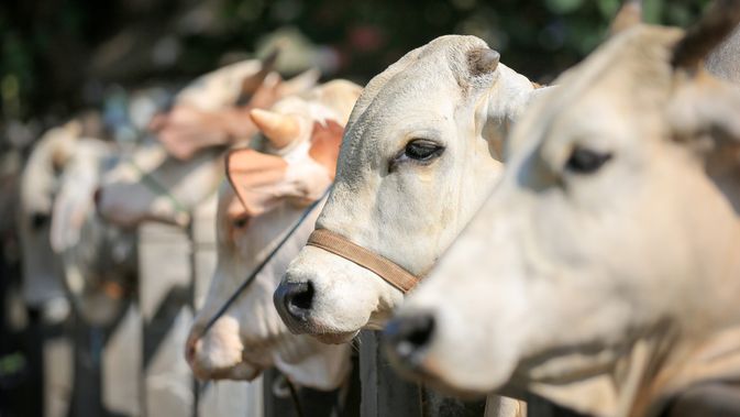 Khofifah Pastikan Stok Hewan Kurban Jatim Aman