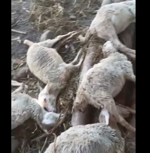 Delapan kambing milik Angsarullah peternak  dari Desa Kilensari, Kecamatan Panarukan, Situbondo mendadak mati/metrotv