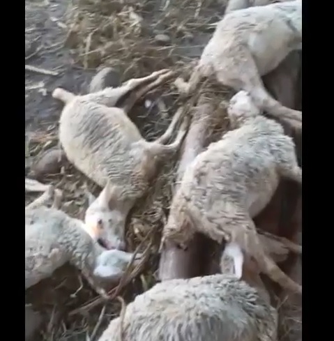 Sekandang, 8 Kambing di Situbondo Mendadak Mati