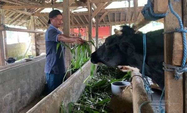 Duh, Ponorogo Ditetapkan Daerah Tertular PMK