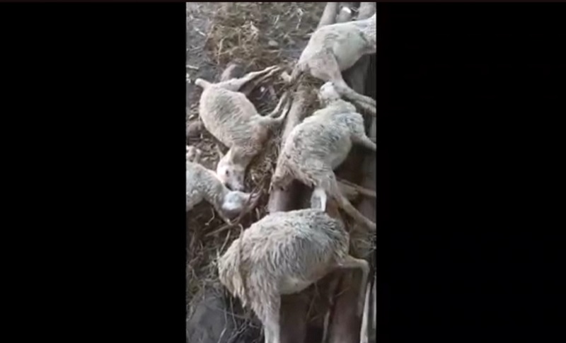 10 ekor kambing mati keracunan (Foto / Metro TV)