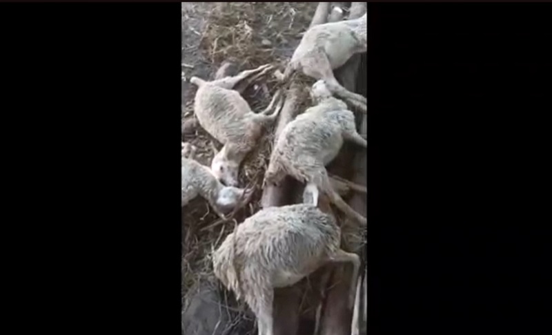 Diduga Keracunan, 10 Ekor Kambing di Situbondo Mati Bersamaan