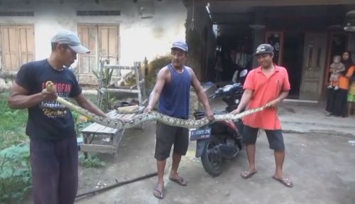 Ular sanca diamankan warga (Foto / Metro TV)