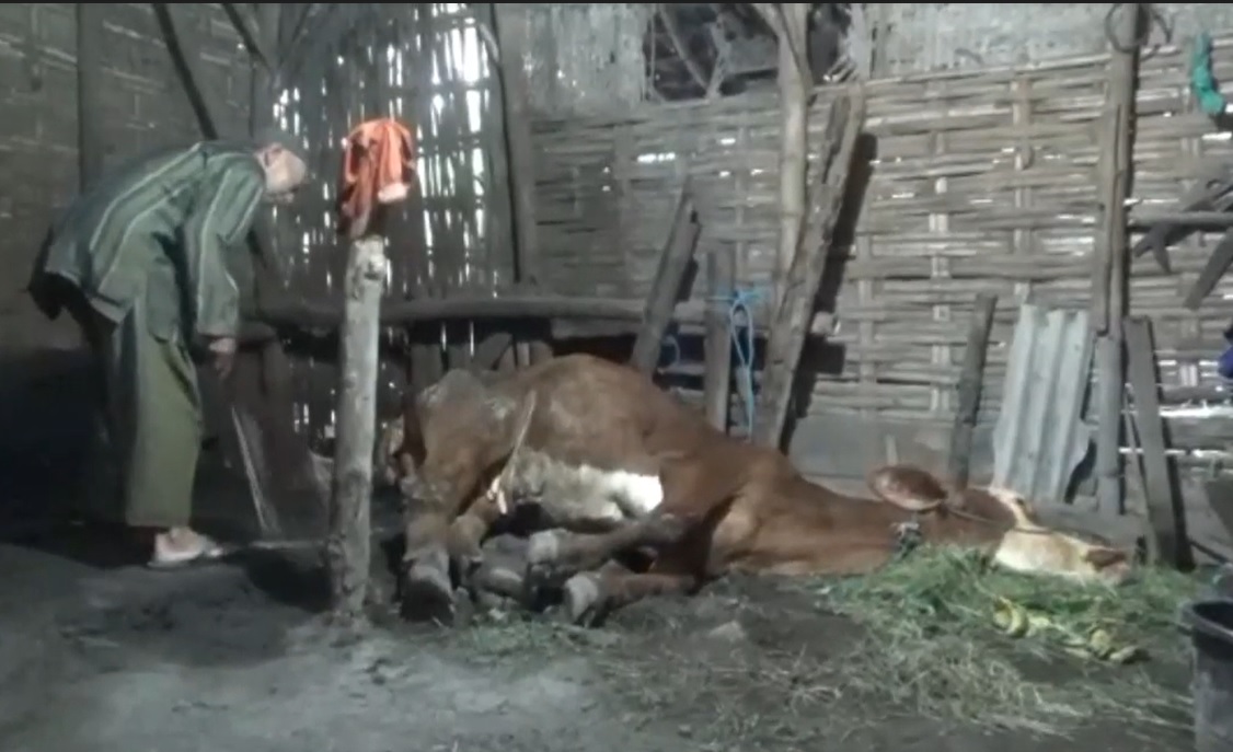 Sapi milik peternak di Jombang mengalami kelumpuhan/metrotv