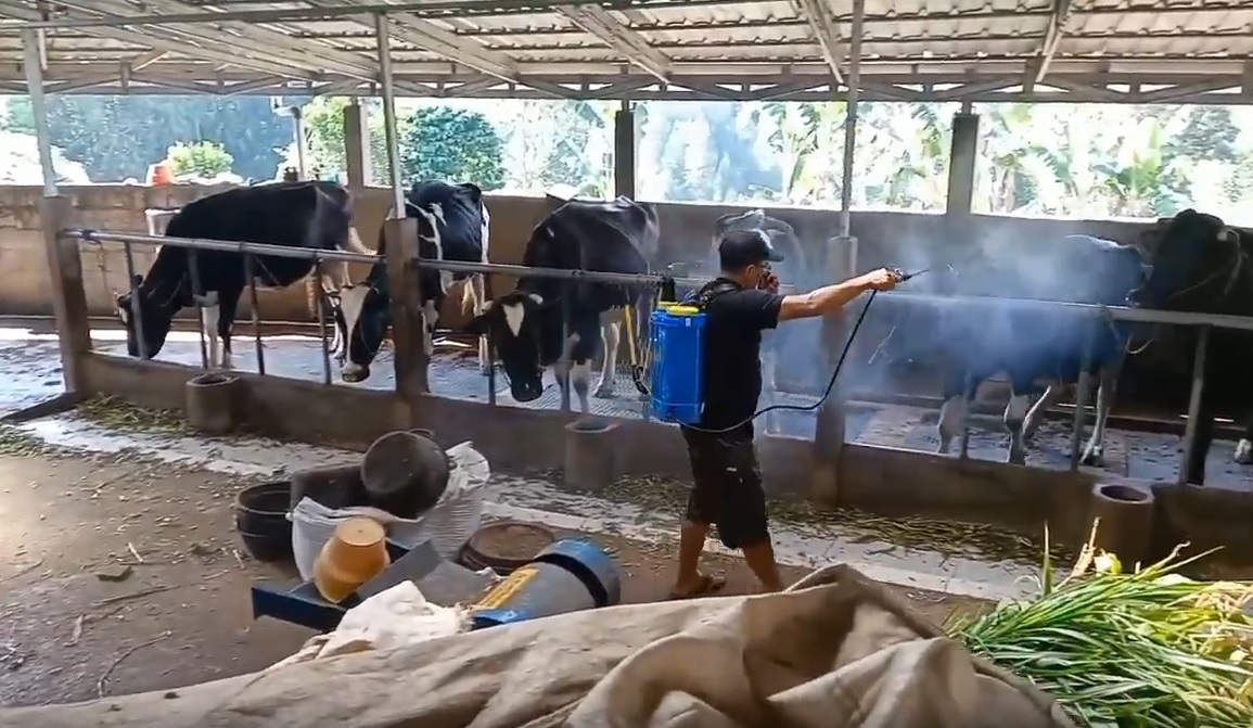 Penyemprotan disinfektan di kandang sapi peternak Ponorogo/metrotv