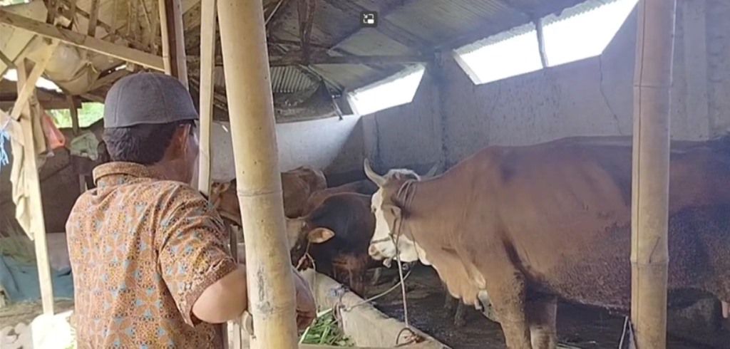 Kandang komunal untuk mengisolasi sapi terinfeksi PMK. Foto: Metro TV/Kumbang Ari
