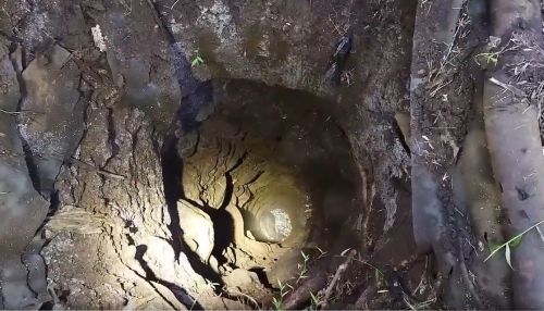 Anakan sapi terperosok dalam sumur kering sedalam 20 meter/metrotv