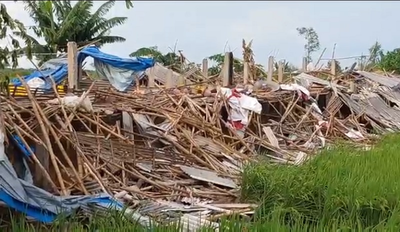 Kondisi kandang ayam yang ambruk dihantam angin puting beliung (Foto / Metro TV)