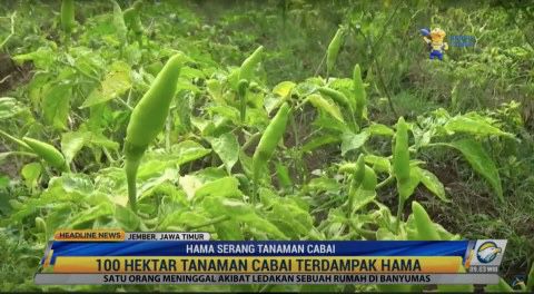 Sejumlah petani cabai di Kecamatan Gumukmas, Jember, Jawa Timur, mengalami kerugian setelah tanaman mereka diserang berbagai hama. Foto: Metro TV
