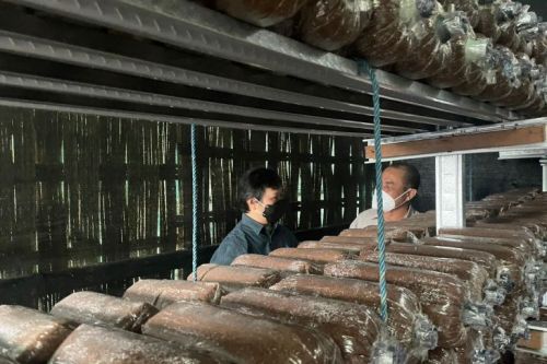 Program budi daya jamur yang dilakukan di wilayah RW 03 Desa Sidorukun, Gresik. Foto: Antara/HO-PHE WMO