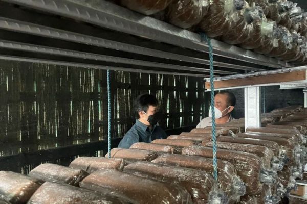 Warga Gresik Manfaatkan Limbah Domestik untuk Budi Daya Jamur Tiram