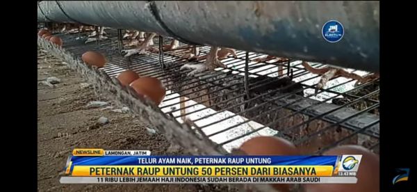 Harga Pakan Alami Kenaikan, Peternak di Lamongan Justru Untung