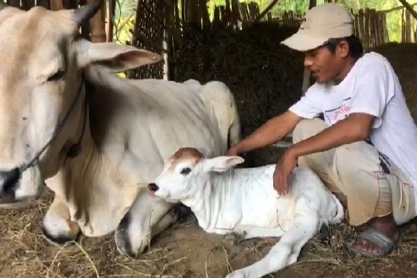 Anak sapi di Bojonegoro terlahir hanya dengan dua kaki/ist