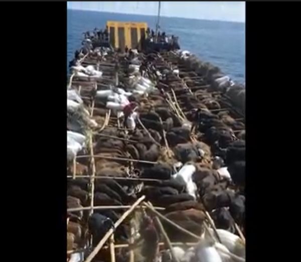 Kelaparan di Atas Kapal, Ratusan Sapi Diturunkan di Pelabuhan Situbondo