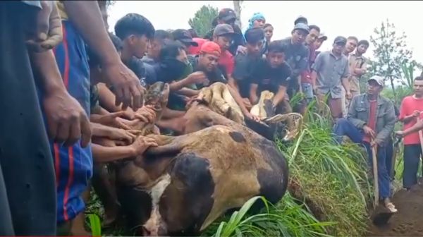 Miris, Tiap Hari Warga Desa Krisik Kubur Sapi Mati