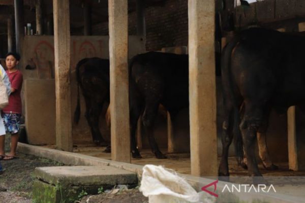 1.000 Sapi di Nganjuk Terbebas PMK