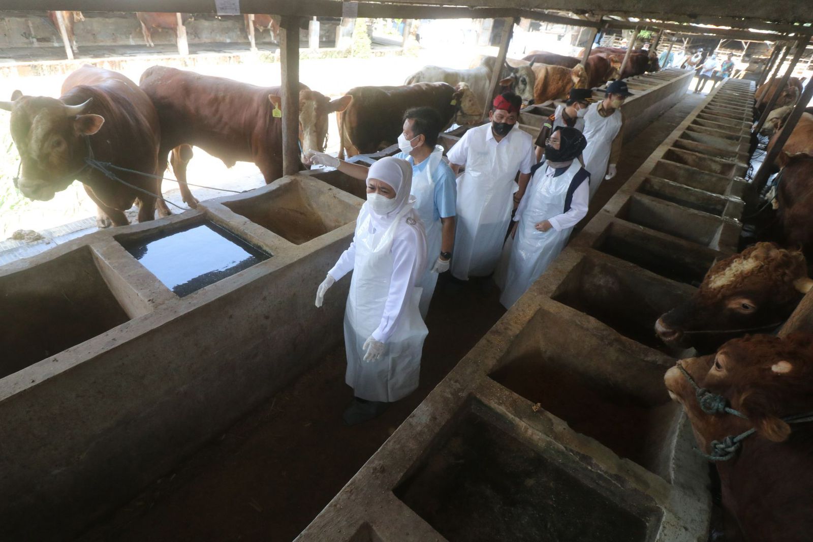 Gubernur Jawa Timur Khofifah Indar Parawansa (kiri) meninjau ketersediaan hewan kurban menjelang Iduladha. Foto: Antara/Prasetia Fauzani 