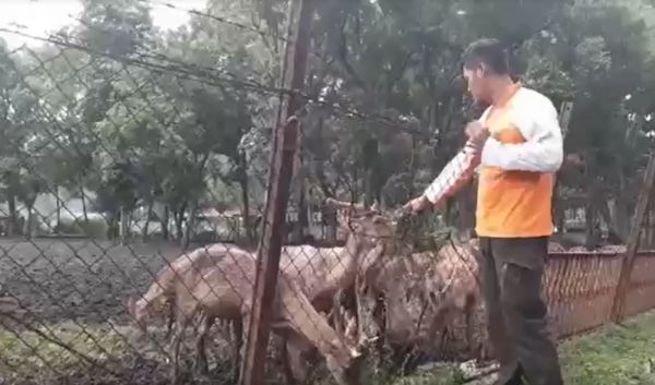 2 Ekor Rusa di Ngawi Mati Mendadak, Waspada PMK!
