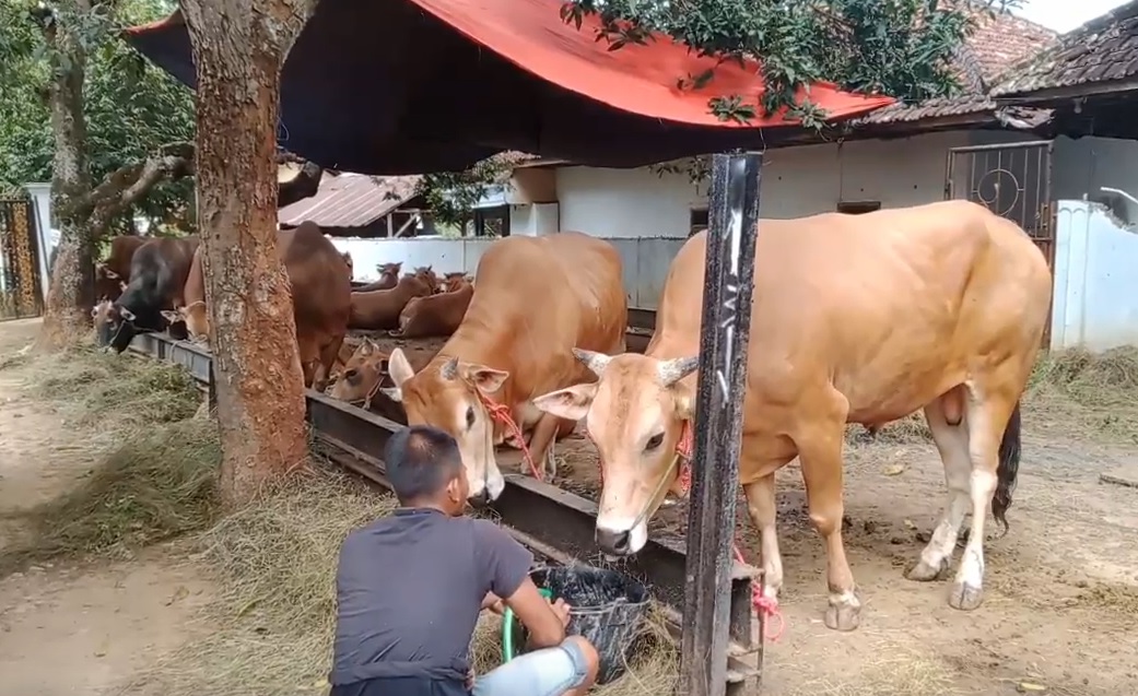 Banjir Pesanan Hewan Kurban, Pedagang Sapi di Bangkalan Kewalahan