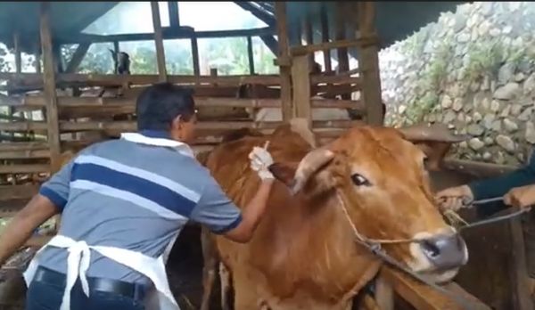 7 Ribu Sapi Perah di Jombang Mulai Disuntik Vaksin