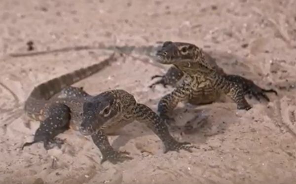 29 Bayi Komodo Menetas di KBS