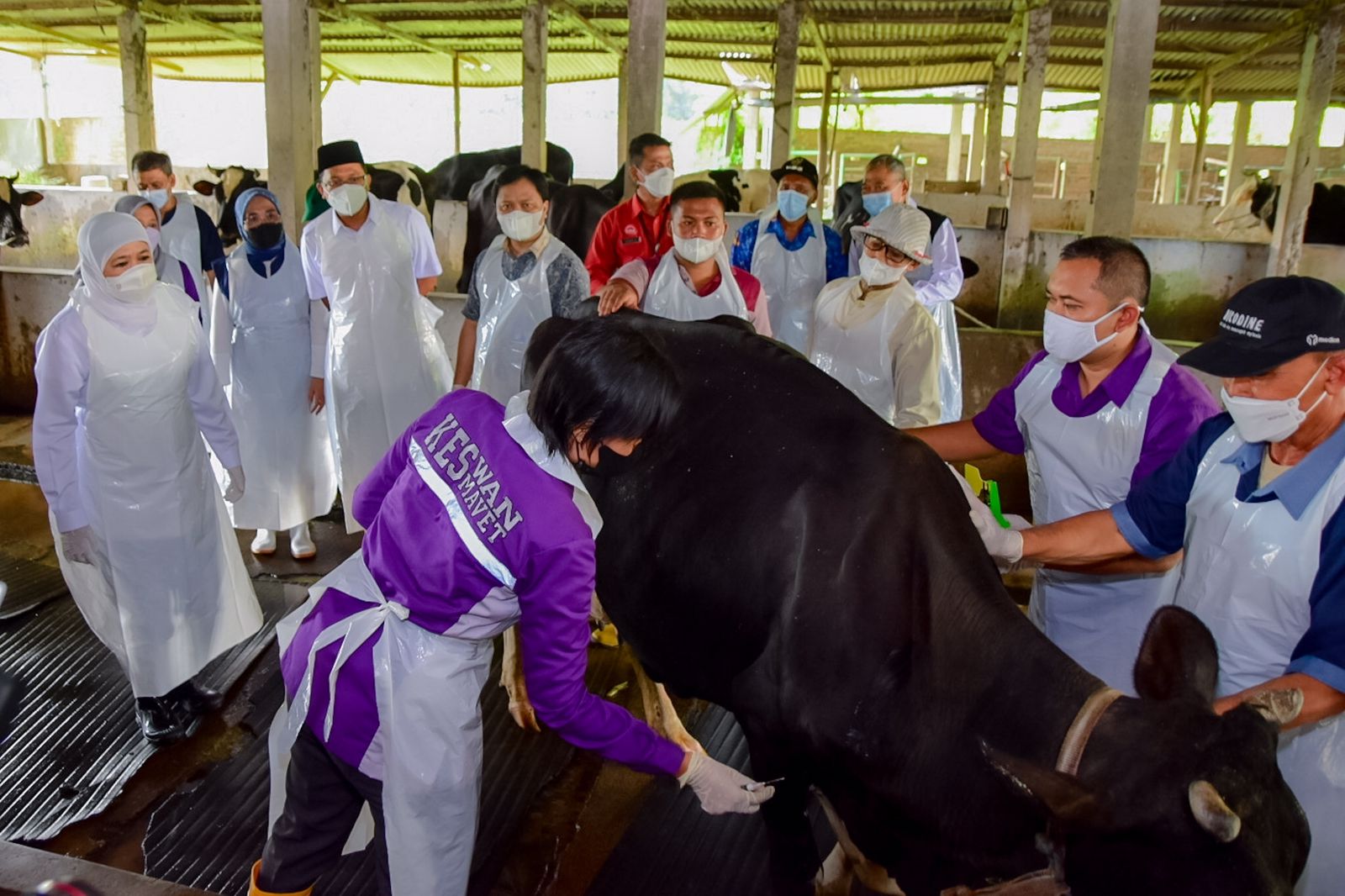 Gubernur Jawa Timur (Jatim) Khofifah Indar Parawansa memantau vaksinasi PMK (Foto / Hum)