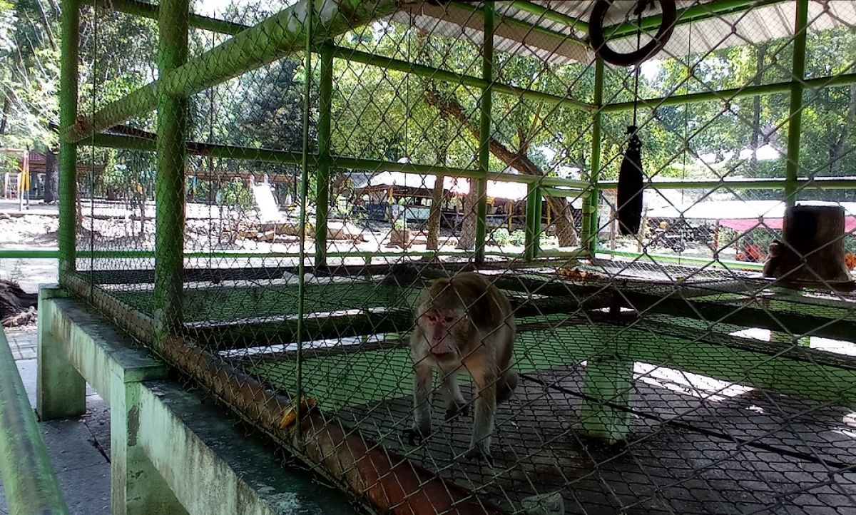 Salah satu hewan koleksi yang ada di Wisata Waduk Gondang, Lamongan (Foto / Istimewa)