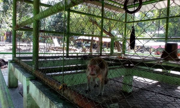 Dituding Tak Becus Urus Satwa di Wisata Waduk Gondang, Begini Kata Disparbud Lamongan