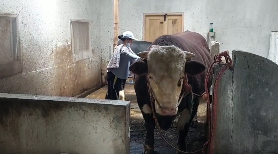 Slamet, sapi yang dibeli Presiden Jokowi untuk kurban (Foto / Metro TV)