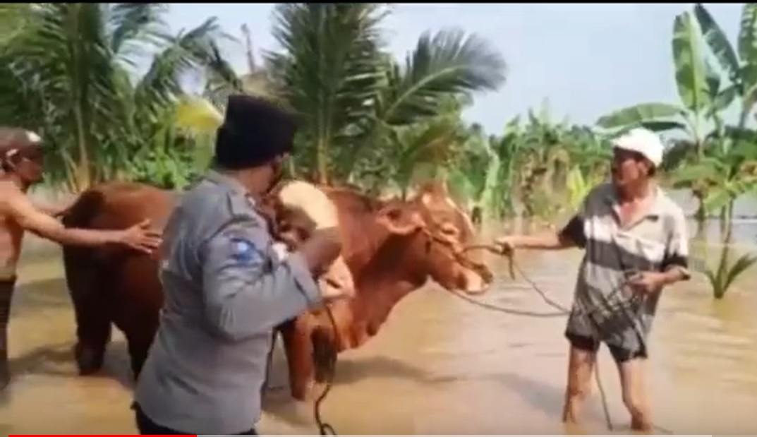 Banjir Bandang Terjang Gresik, Sapi Kurban Diungsikan