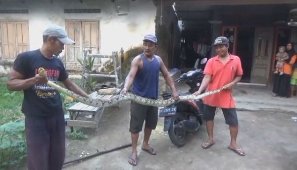 Ular Sanca 5 Meter Serang Warga di Pos Kamling Jombang