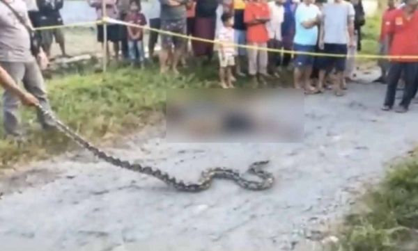 Pencari Ular Blitar Tewas Diserang Sanca